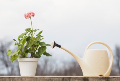 Compost tea and it's benefits