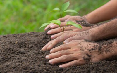 Seasonal Planting Guide