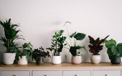 top 5 indoor plants