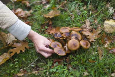mushroom composting
