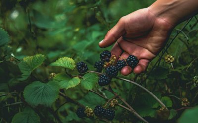 Blackberry When to Plant