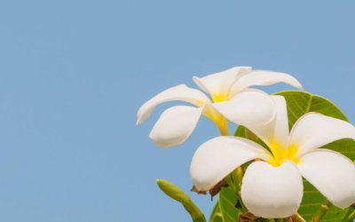 Plumeria plants