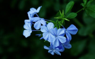 blue flowers