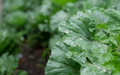 types of kale plants