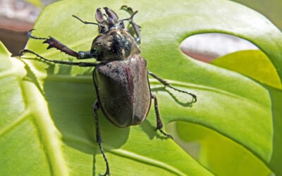 types of stink bugs