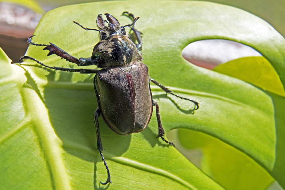 types of stink bugs